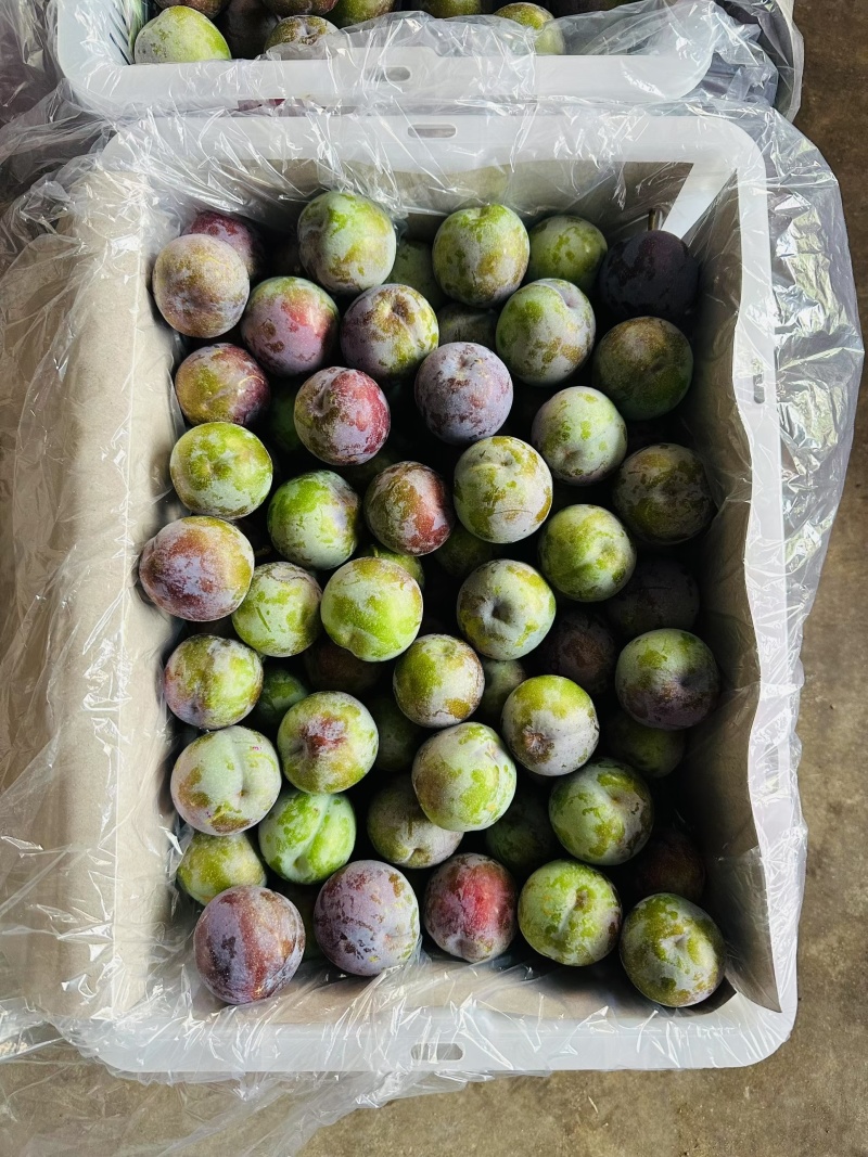 五月脆，半边红，桃花李，小翠红，魅李等
