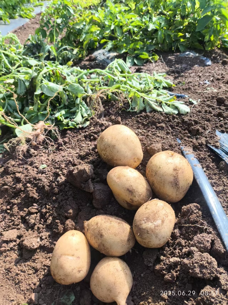 大山土豆