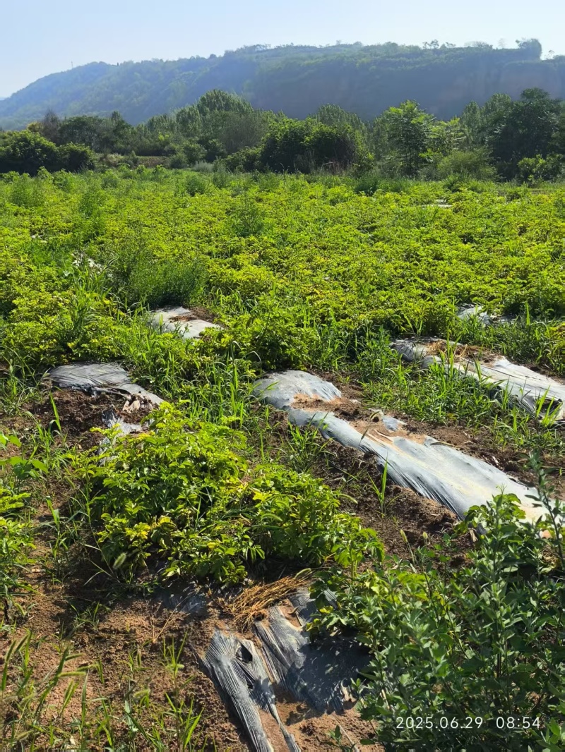 大山土豆