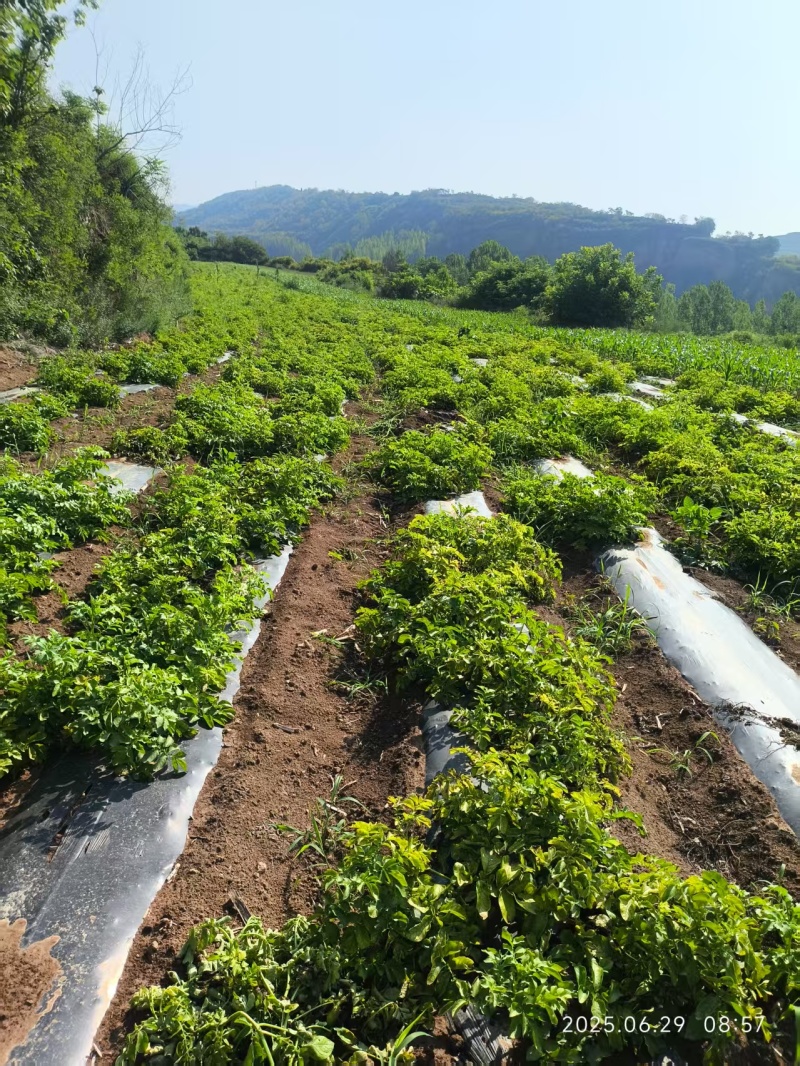 大山土豆