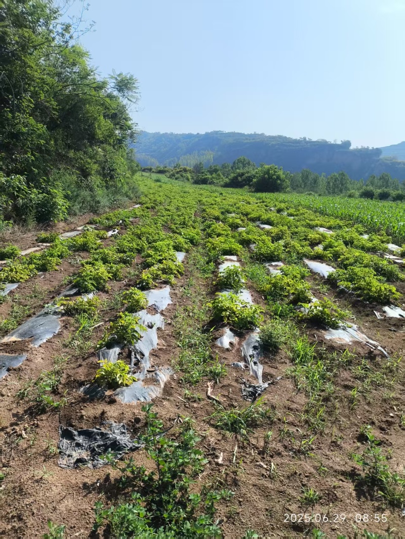 大山土豆