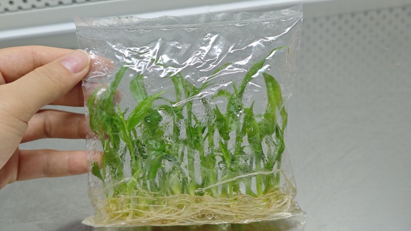 生姜种，组培种苗，生长快，产量高，抗病能力强15株一袋