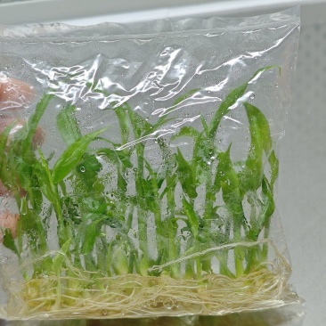 生姜种，组培种苗，生长快，产量高，抗病能力强15株一袋