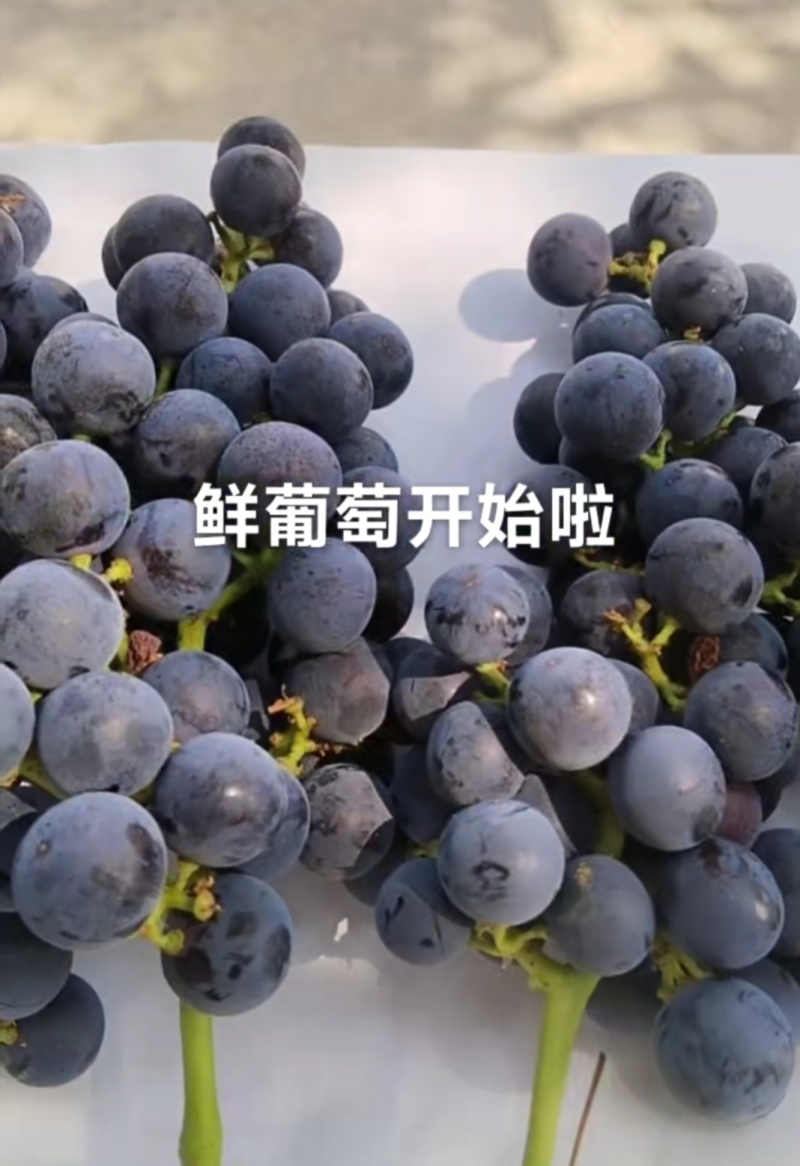 巨峰葡萄开始售卖，欢迎采购***********