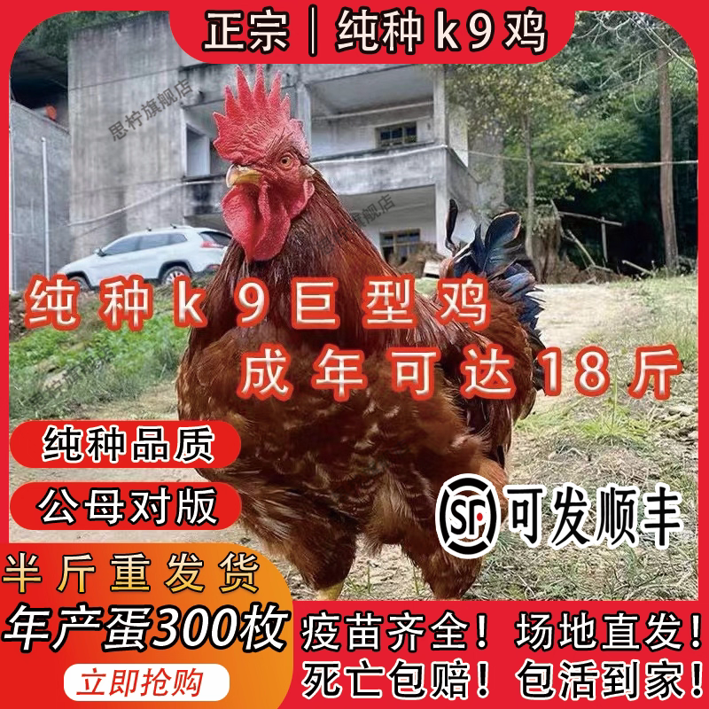 九斤红可以长到10斤鸡大公鸡，9斤多的大公鸡