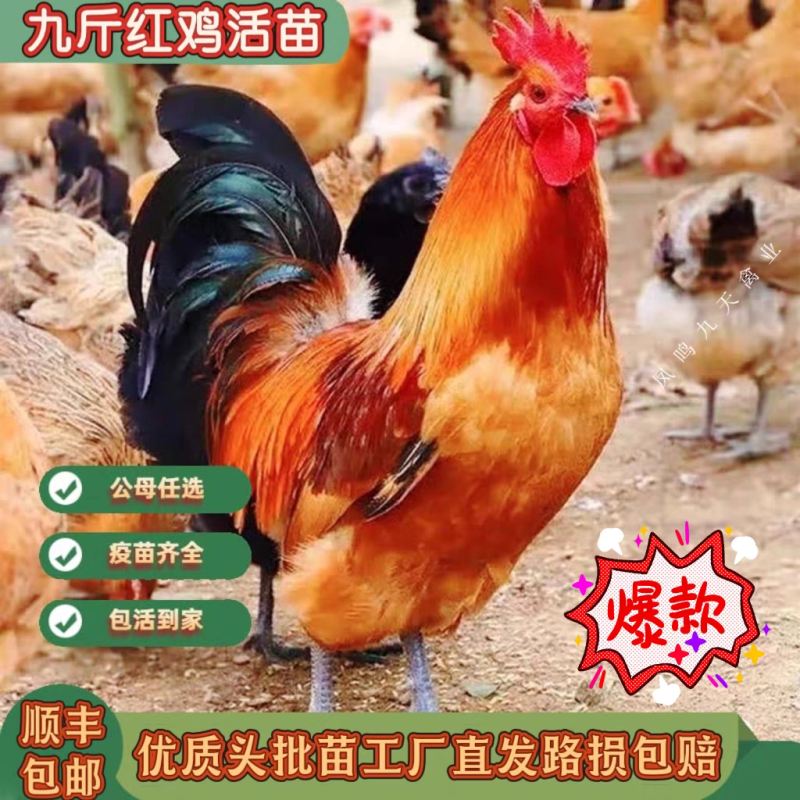 九斤红可以长到10斤鸡大公鸡，9斤多的大公鸡
