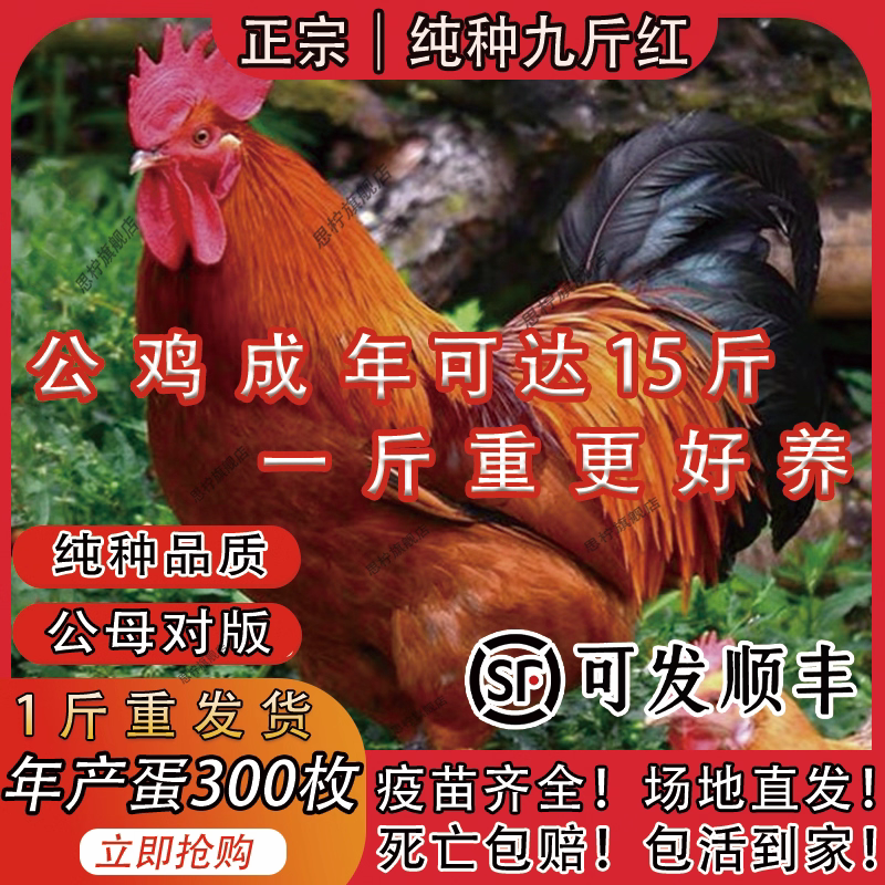 九斤红可以长到10斤鸡大公鸡，9斤多的大公鸡