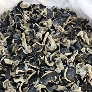 东北头茬大棚木耳