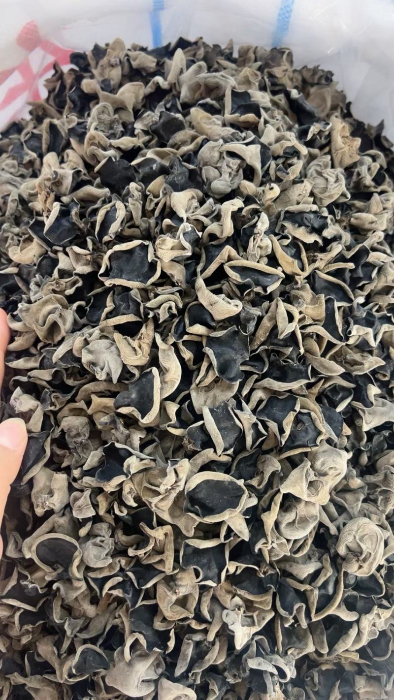 东北头茬大棚木耳