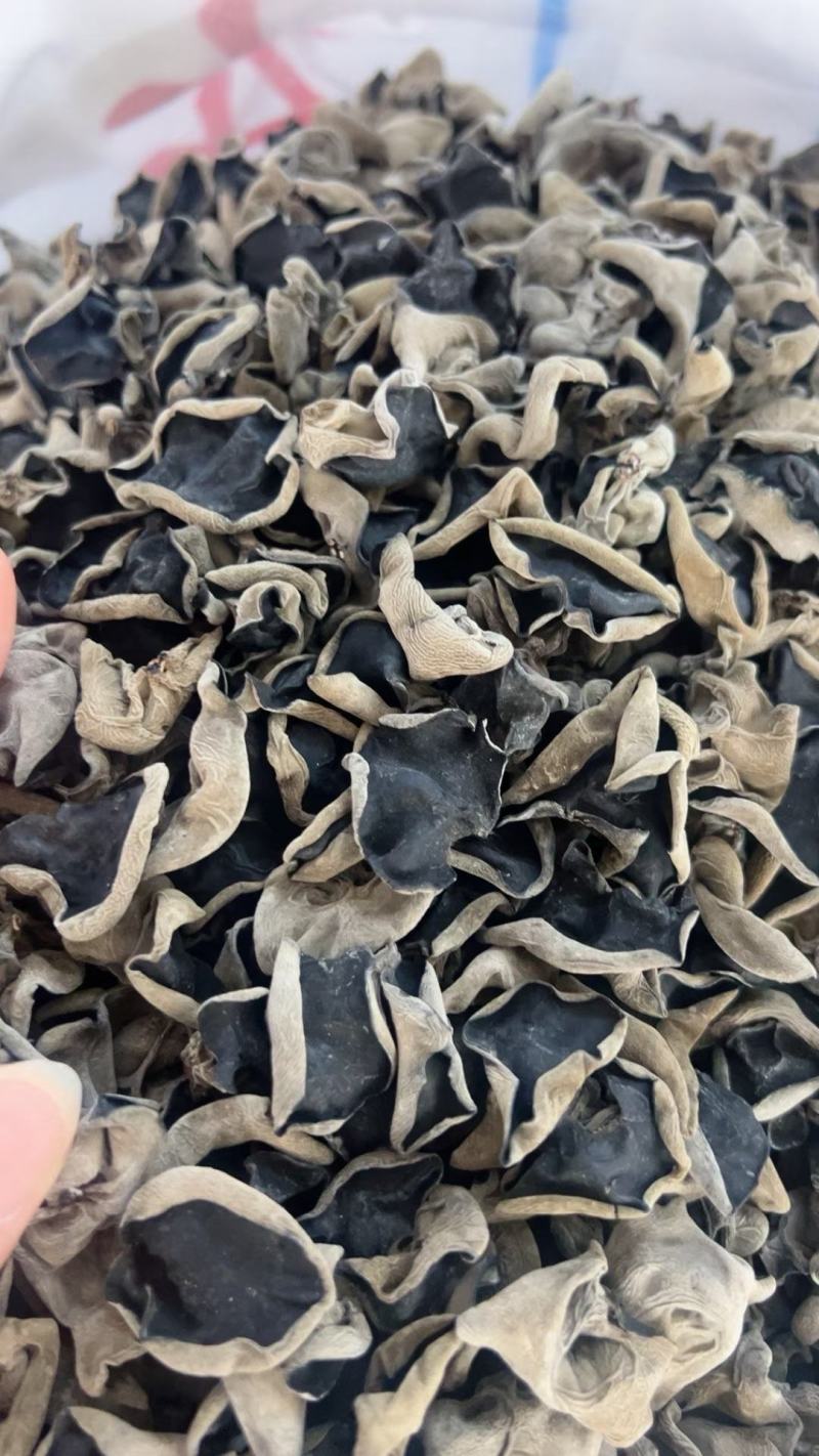 东北头茬大棚木耳