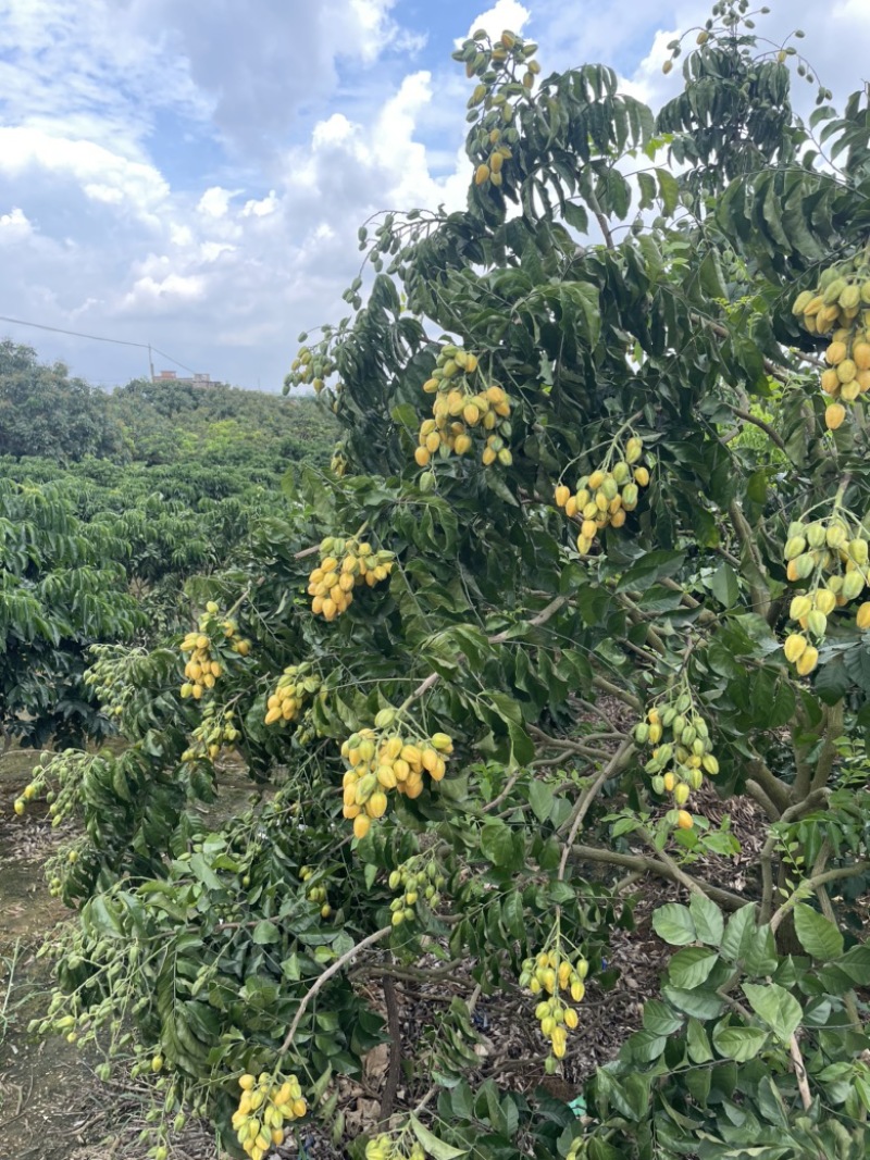 无核黄皮