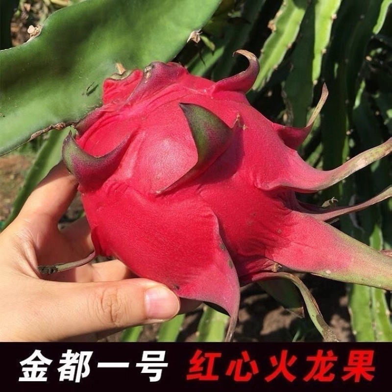 海南本地火龙果