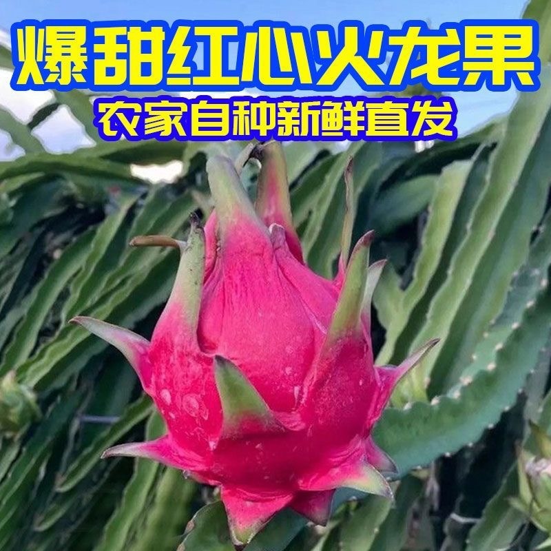 海南本地火龙果