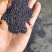 罗平油菜籽高芥酸含油高品质保证诚信经营自己基地欢迎联系