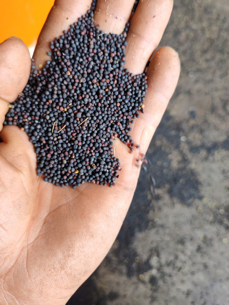 罗平油菜籽高芥酸含油高品质保证诚信经营自己基地欢迎联系