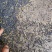 罗平油菜籽高芥酸含油高品质保证诚信经营自己基地欢迎联系