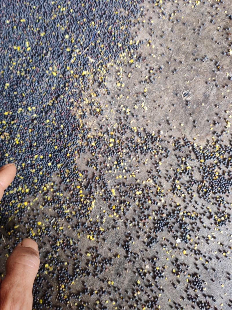 罗平油菜籽高芥酸含油高品质保证诚信经营自己基地欢迎联系