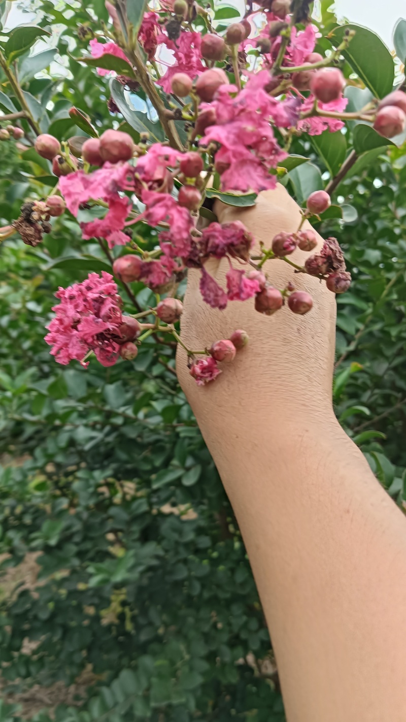 6公分紫薇