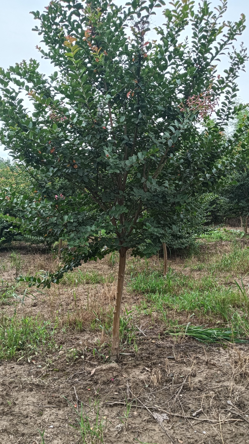 6公分紫薇