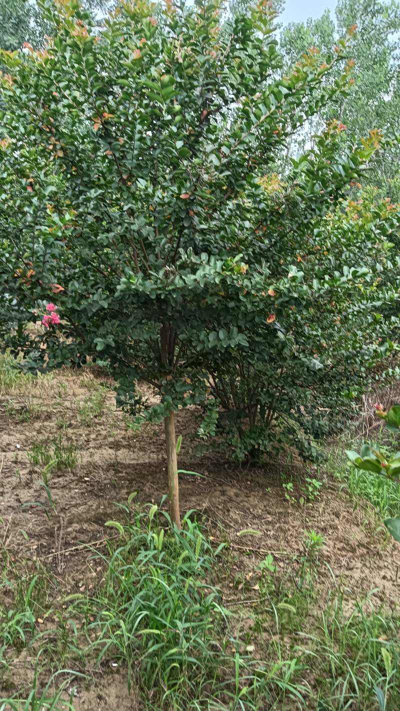 6公分紫薇