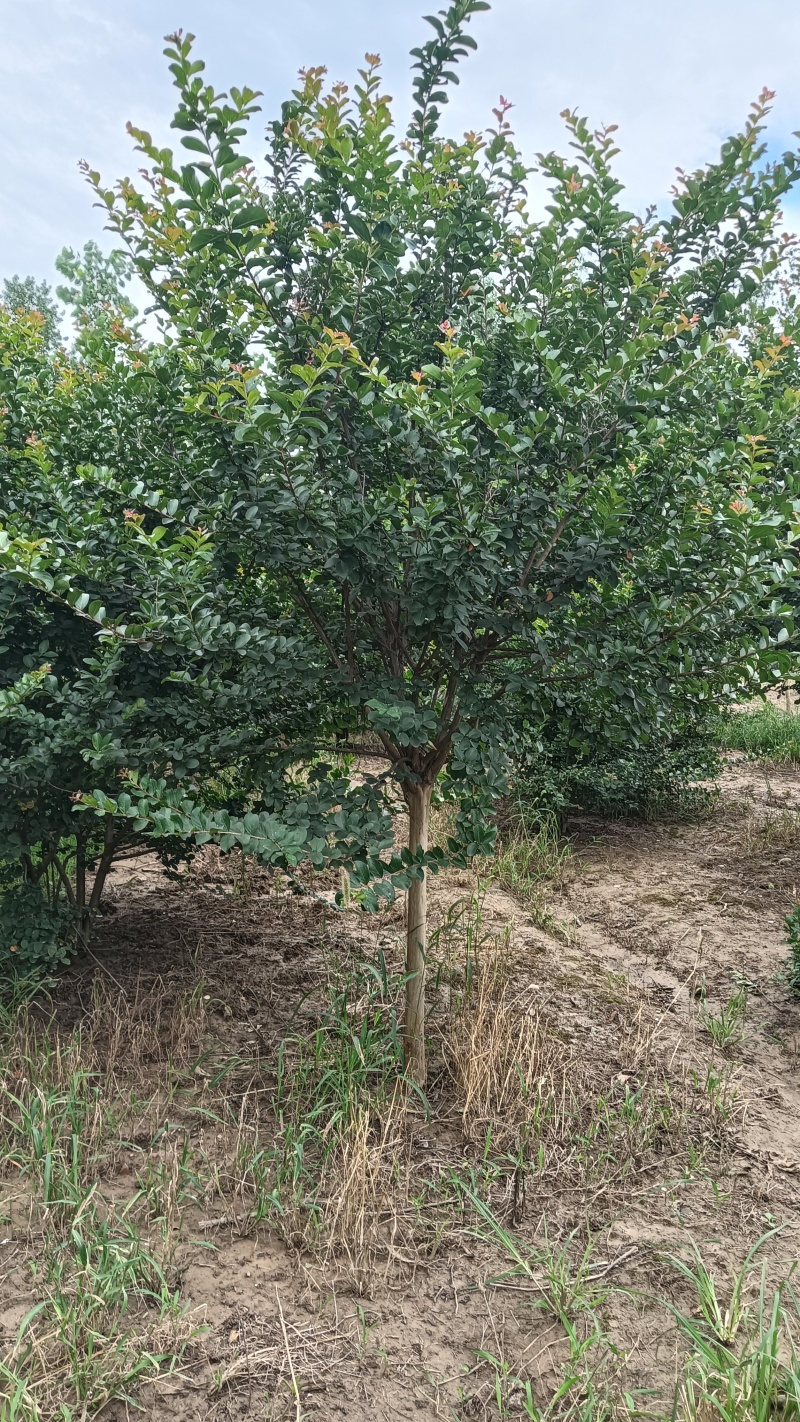 6公分紫薇