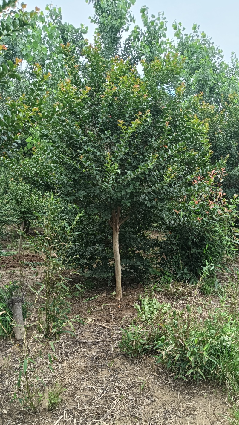 6公分紫薇