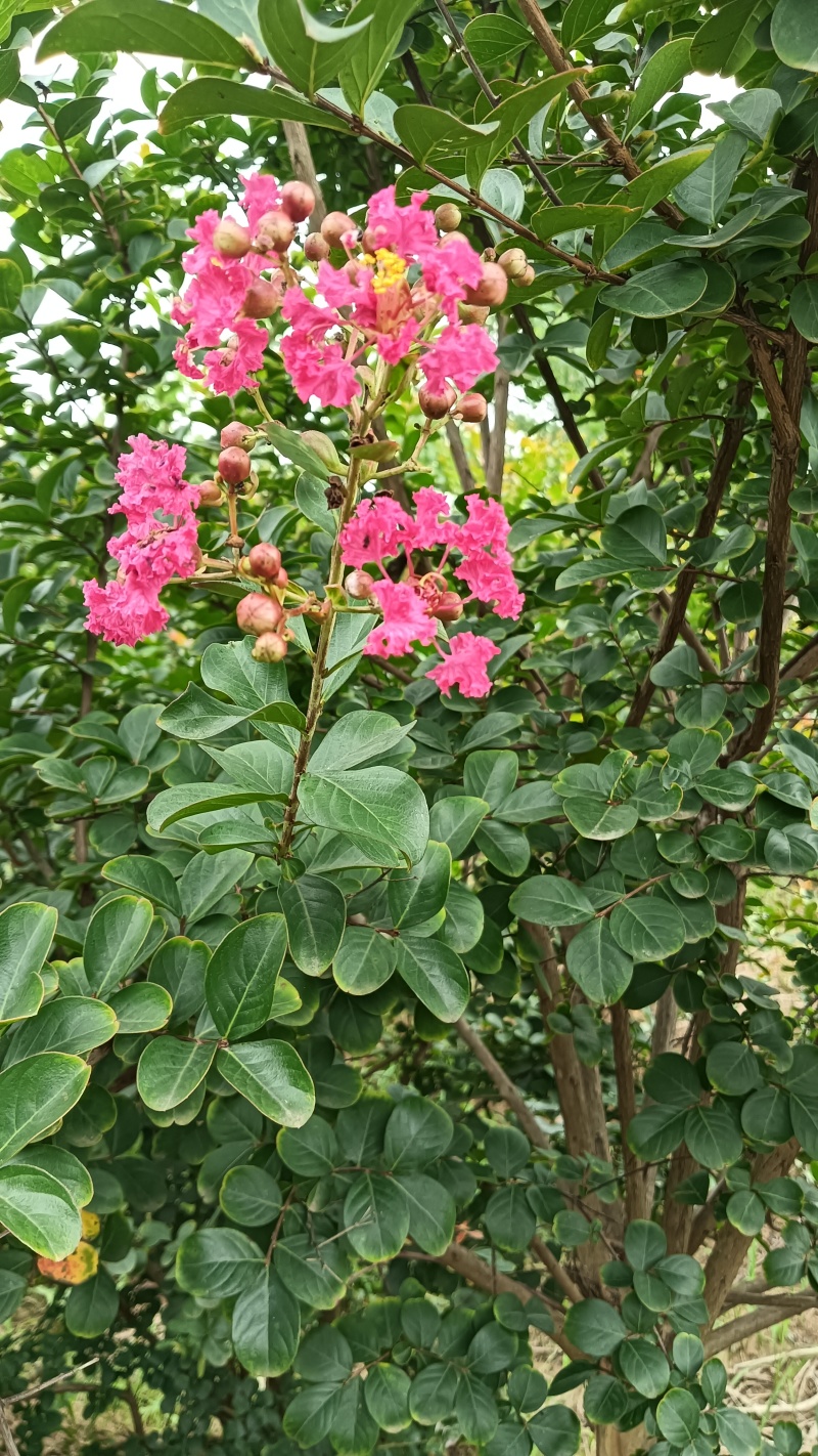 多分支紫薇