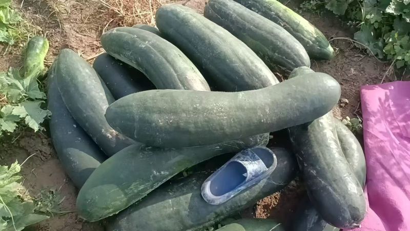 《一串铃冬瓜》许昌基地直发保质保量一条龙服务对接全国