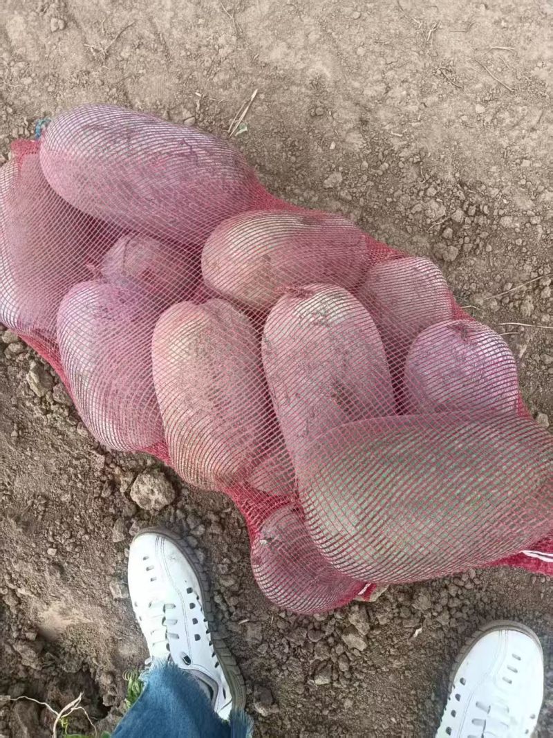 《一串铃冬瓜》许昌基地直发保质保量一条龙服务对接全国