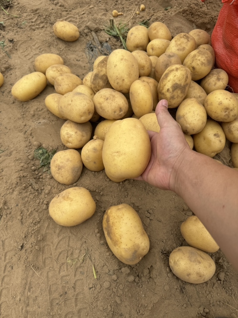 陕西沙漠土豆实验一黄皮黄心产地直发3两以上整车按需发货