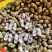 广东湛江鲜花生产地直供脆甜饱满品质好价格低
