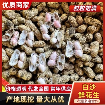 广东湛江鲜花生产地直供脆甜饱满品质好价格低