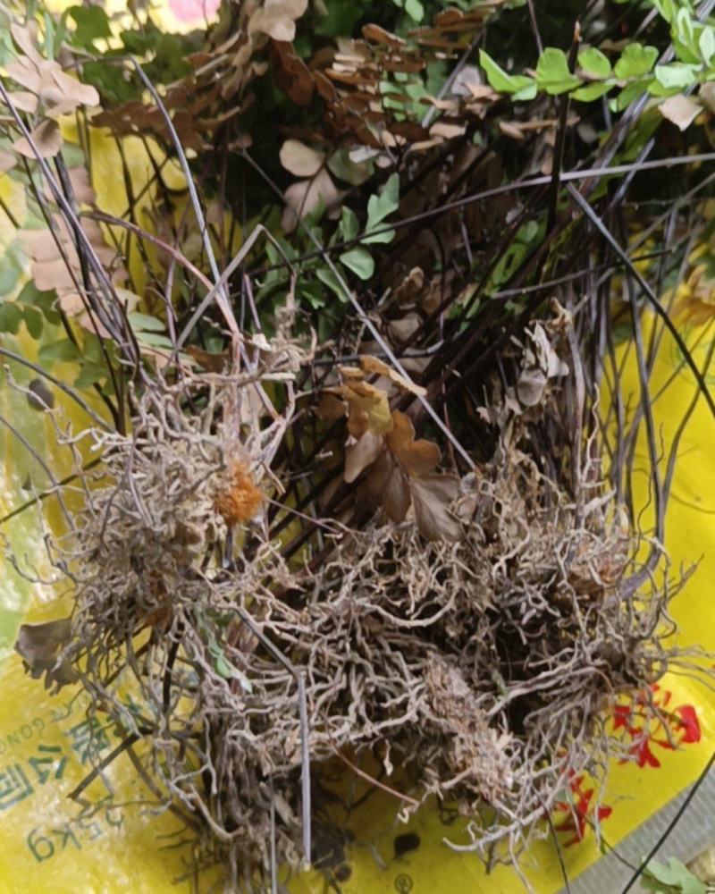 扇叶铁线蕨（干货）