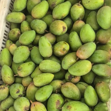 小台农工厂货加工奶茶香味十足需要可以联系合作