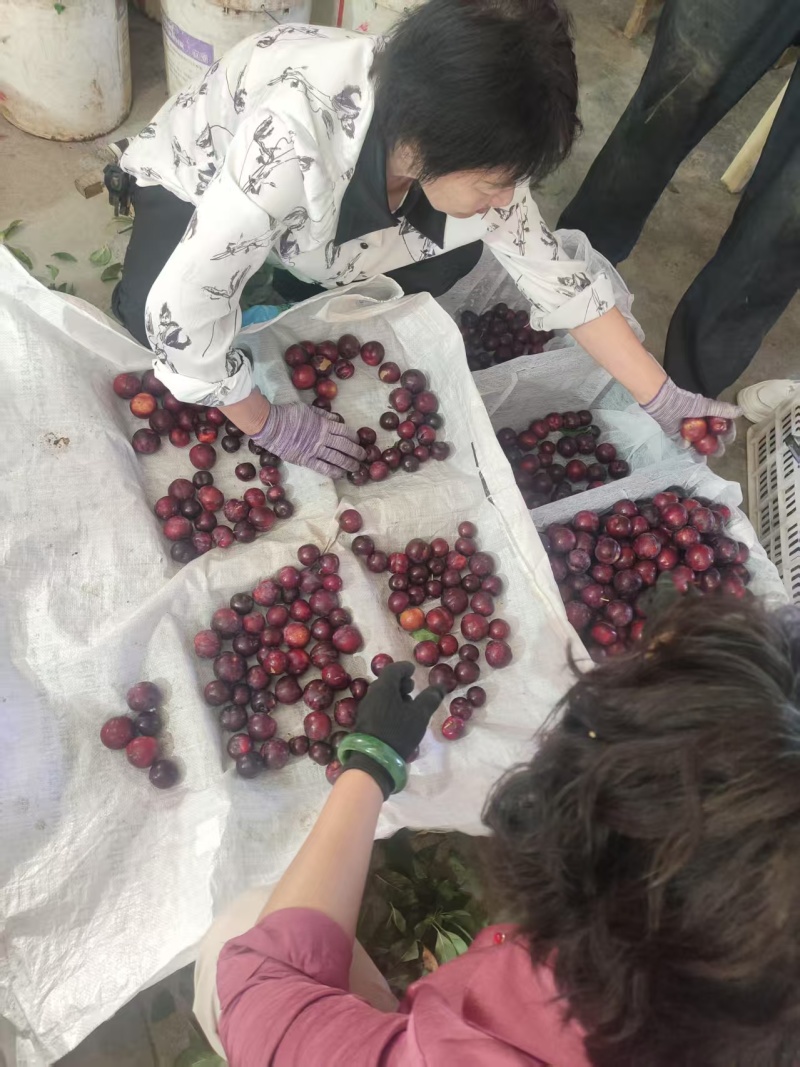 红宝石李子\红布朗\小布朗李子\河南南阳内乡县基地供货