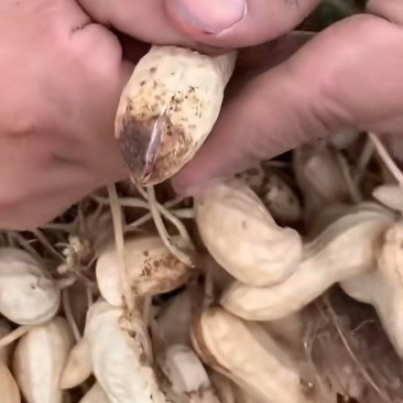 果蔬