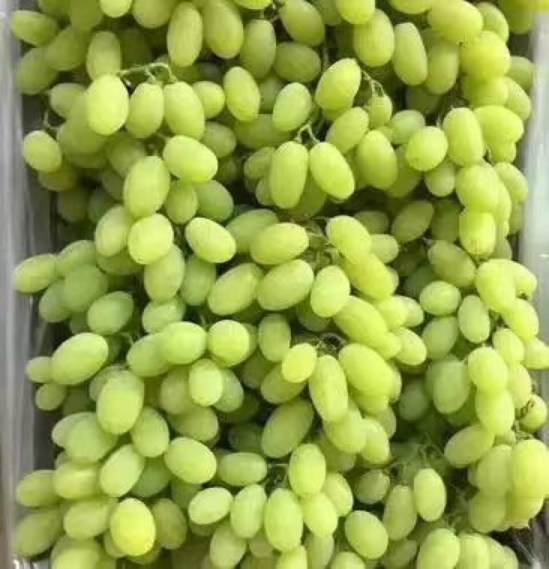 急售！河北葡萄专业代收各种葡萄！需要的老板联系！城信代收