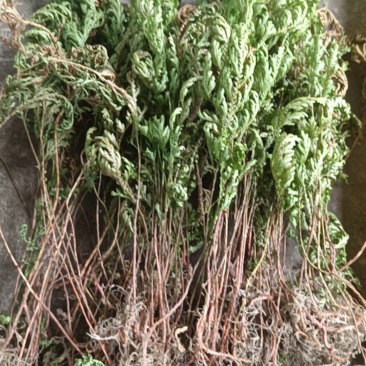 石上柏