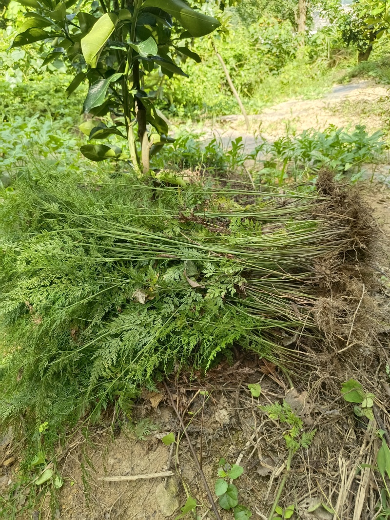 金粉蕨小野鸡尾解毒蕨小金花草水金鸡尾孔雀尾金