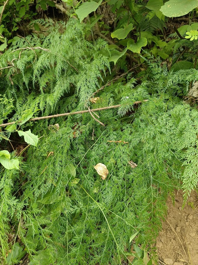 金粉蕨小野鸡尾解毒蕨小金花草水金鸡尾孔雀尾金