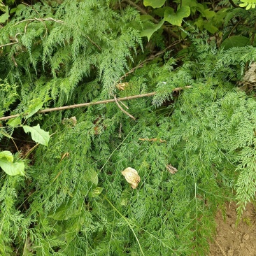 金粉蕨小野鸡尾解毒蕨小金花草水金鸡尾孔雀尾金