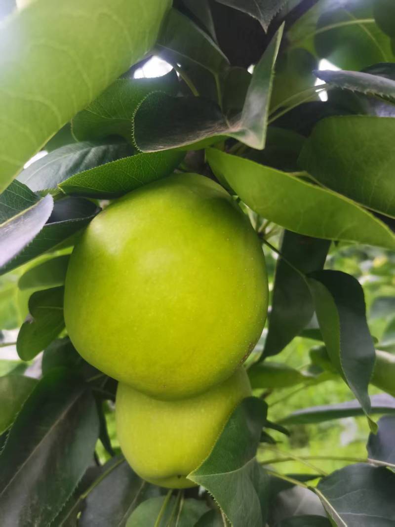 湖北襄阳早熟黄金梨元黄梨大量上市，口感脆甜，量大优惠。