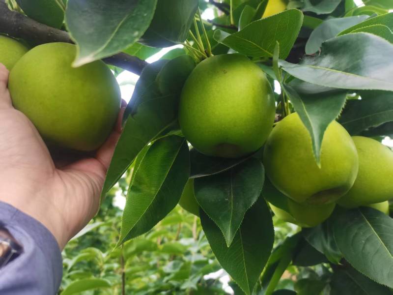 湖北襄阳早熟黄金梨元黄梨大量上市，口感脆甜，量大优惠。