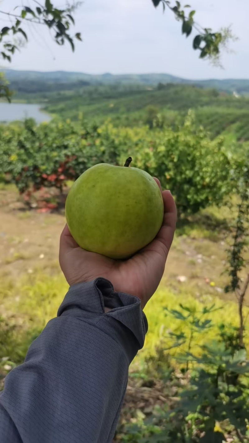 湖北襄阳早熟黄金梨元黄梨大量上市，口感脆甜，量大优惠。