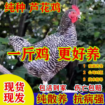 一斤正宗芦花鸡活苗纯种汶上芦花鸡绿壳蛋鸡高产蛋小鸡活苗脱温鸡
