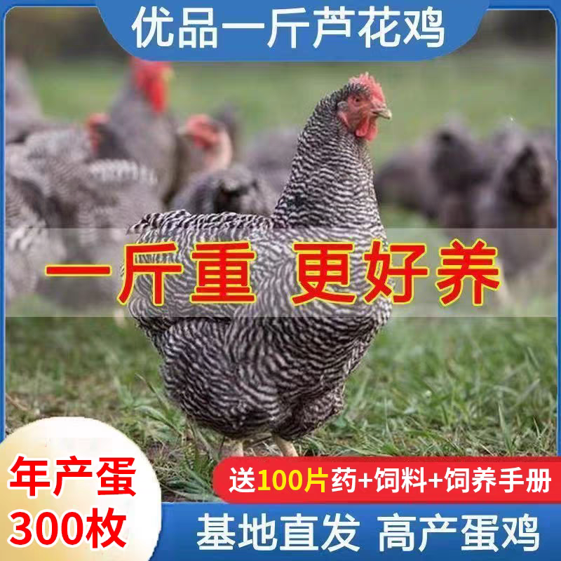 一斤正宗芦花鸡活苗纯种汶上芦花鸡绿壳蛋鸡高产蛋小鸡活苗脱温鸡