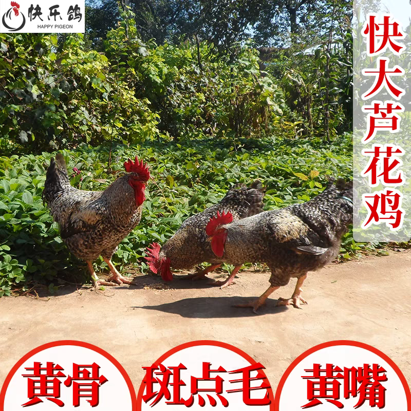 一斤正宗芦花鸡活苗纯种汶上芦花鸡绿壳蛋鸡高产蛋小鸡活苗脱温鸡
