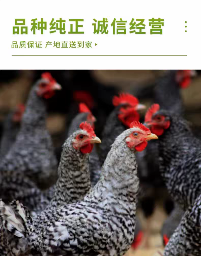 一斤正宗芦花鸡活苗纯种汶上芦花鸡绿壳蛋鸡高产蛋小鸡活苗脱温鸡