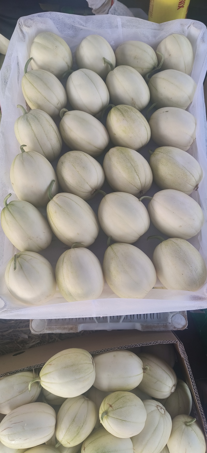 精密香瓜嘎嘎甜