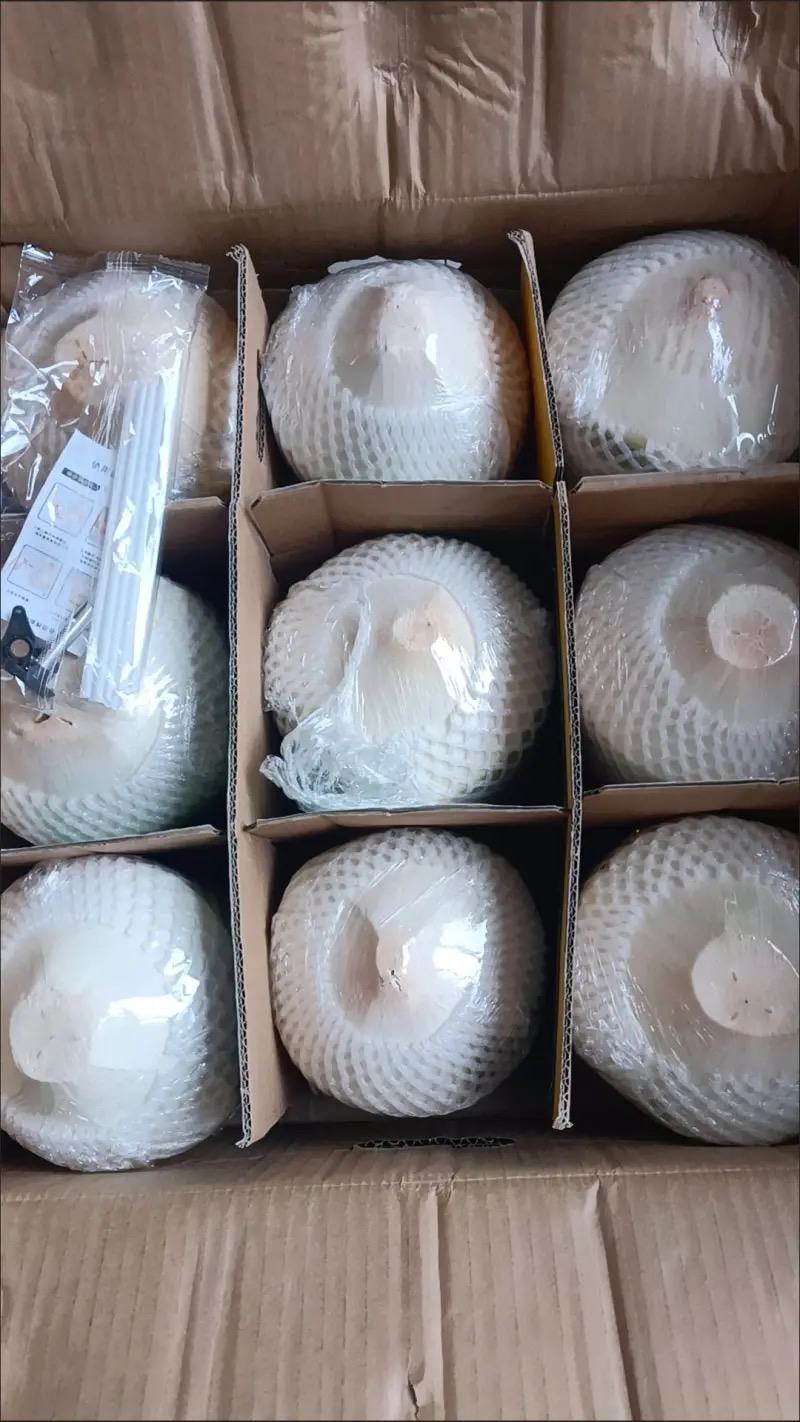 精品海南万宁椰子基地供应质量保证欢迎咨询